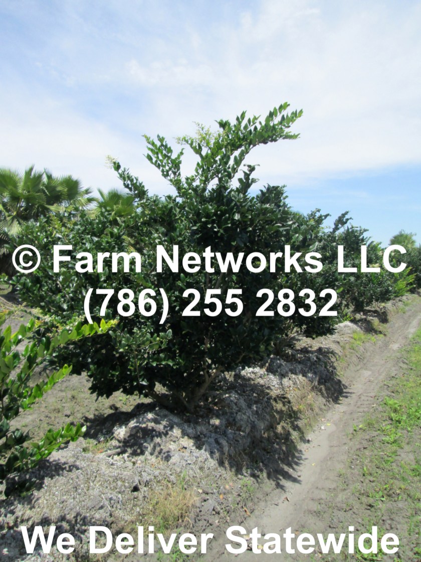 Ligustrum Trees for Sale