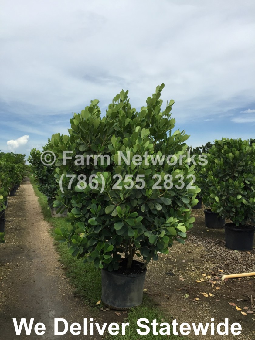 Miami-Clusia-15-Gallon