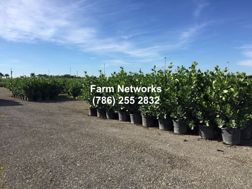 Miami-Clusia-25-Gallon