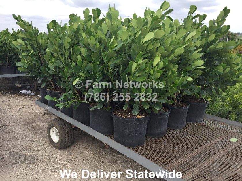 Miami-Clusia-3-Gallon