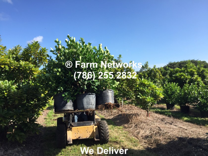 Miami-Clusia-30-Gallon