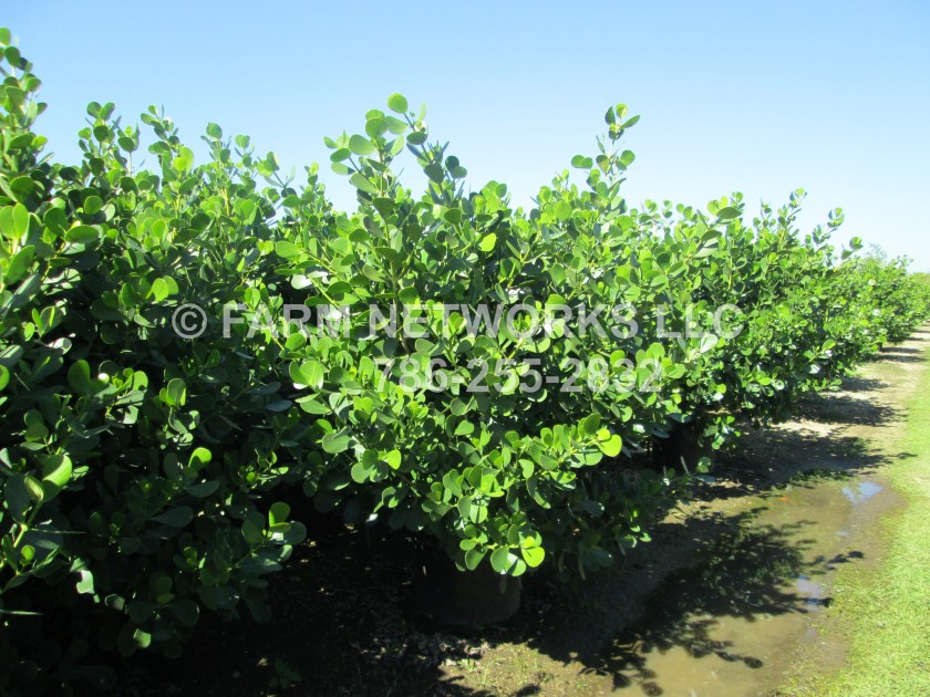 Miami-Clusia-45-Gallon