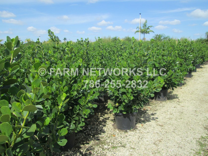 Naples-Clusia-3-Gallon