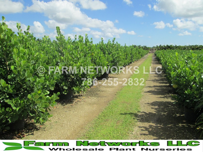 Small Leaf Clusia Hedge