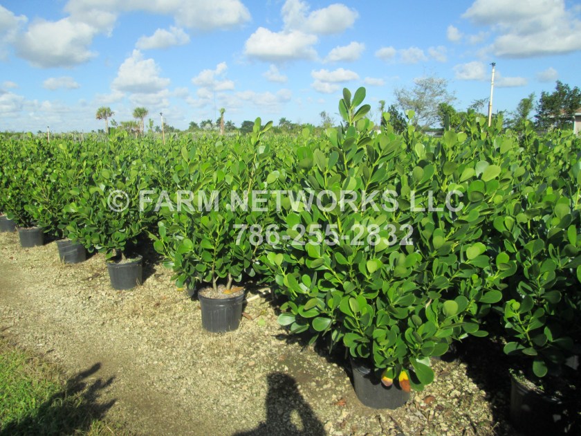 Clusia Hedge in 15 gal