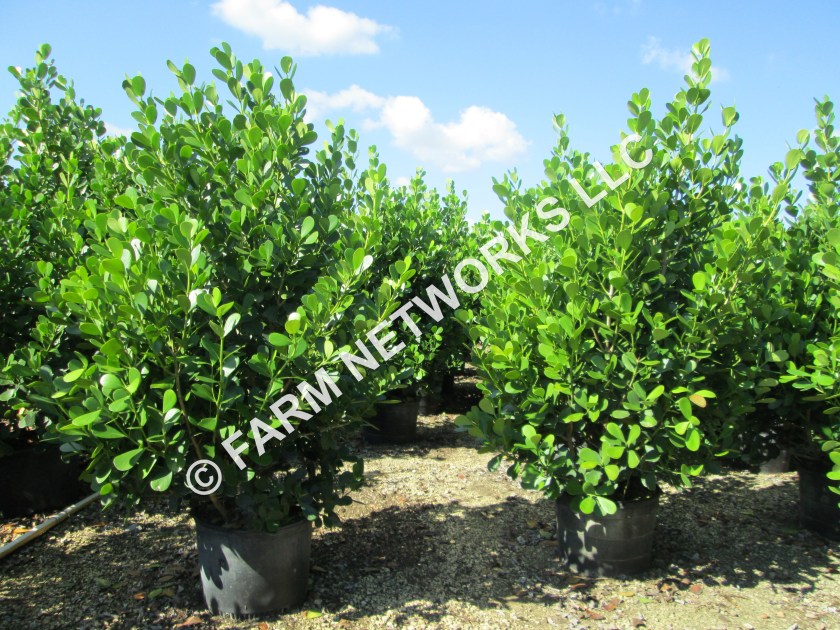 Palm Beach 3 Gallon Clusia