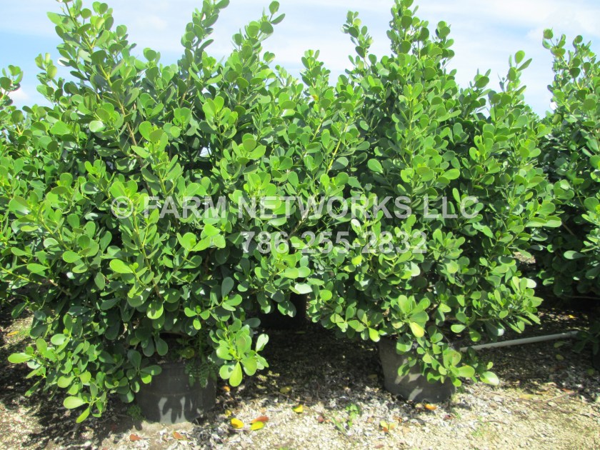 Palm Beach 45 Gallon Clusia