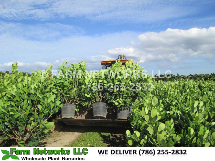 Palm Beach 7 Gallon Clusia