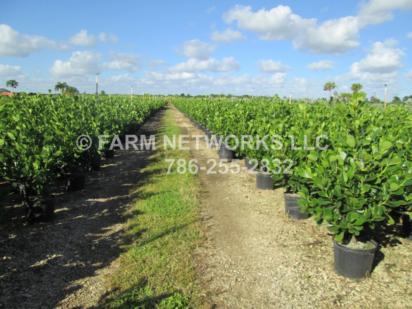 Field Grown Small Leaf Clusia