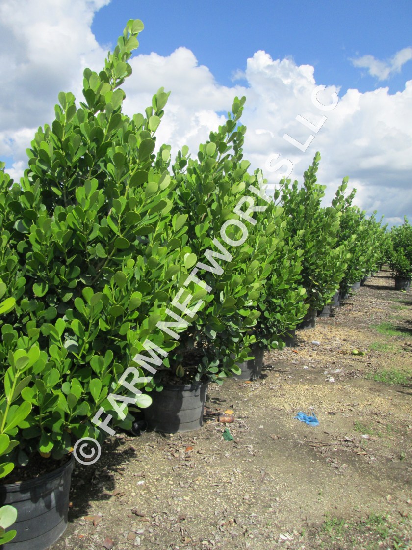 Palm-Beach-Clusia-7-Gallon