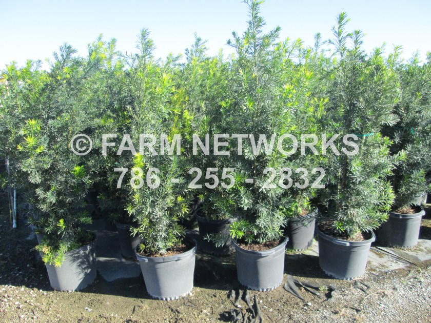 florida plant exporter