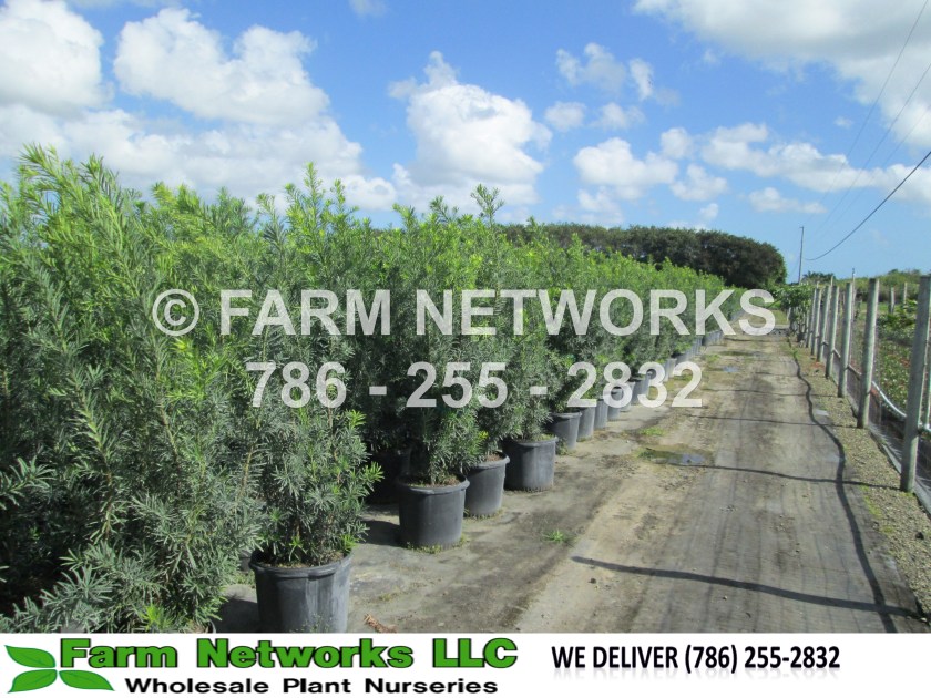 Podocarpus-Broward-Nursery