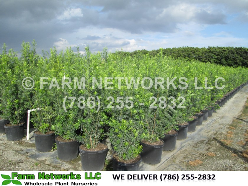 Homestead Podocarpus Nursery