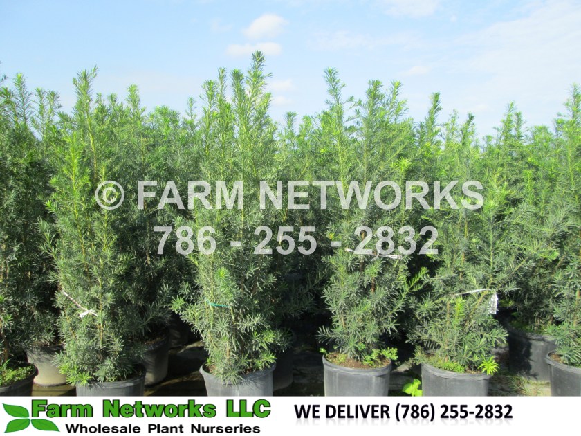 podocarpus-macrophyllus-maki-japanese-yew