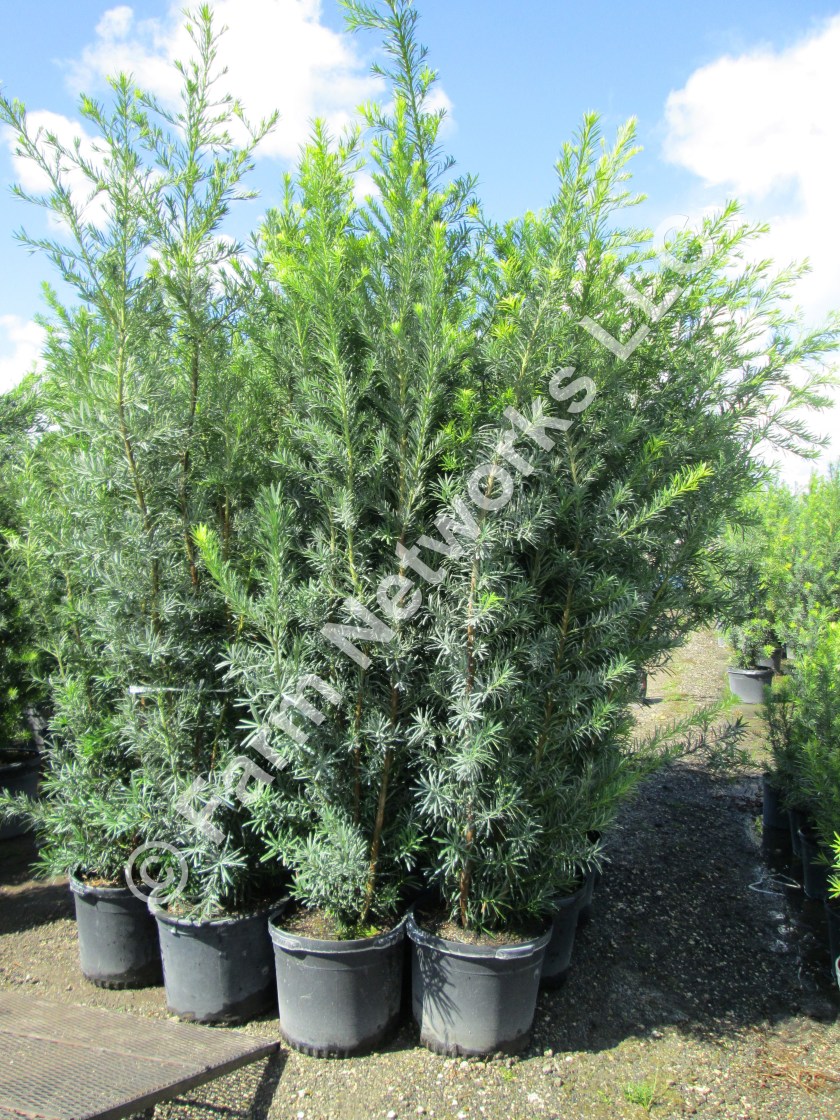 Podocarpus-Naples-Nursery