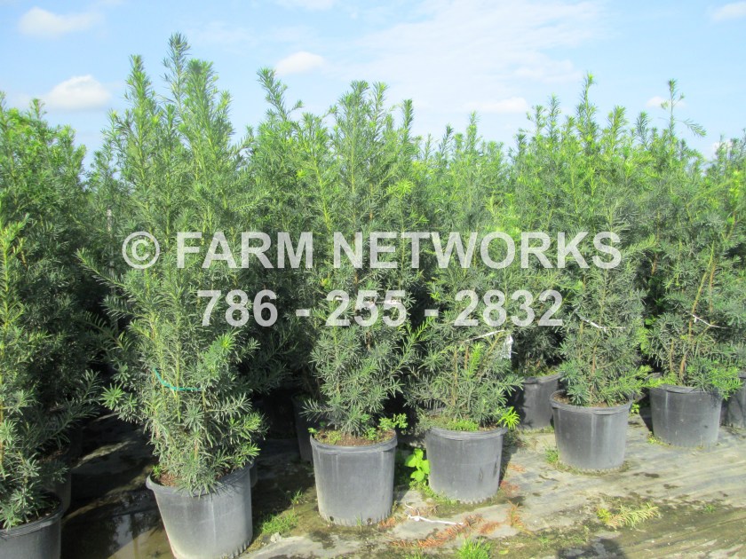 podocarpus hedge