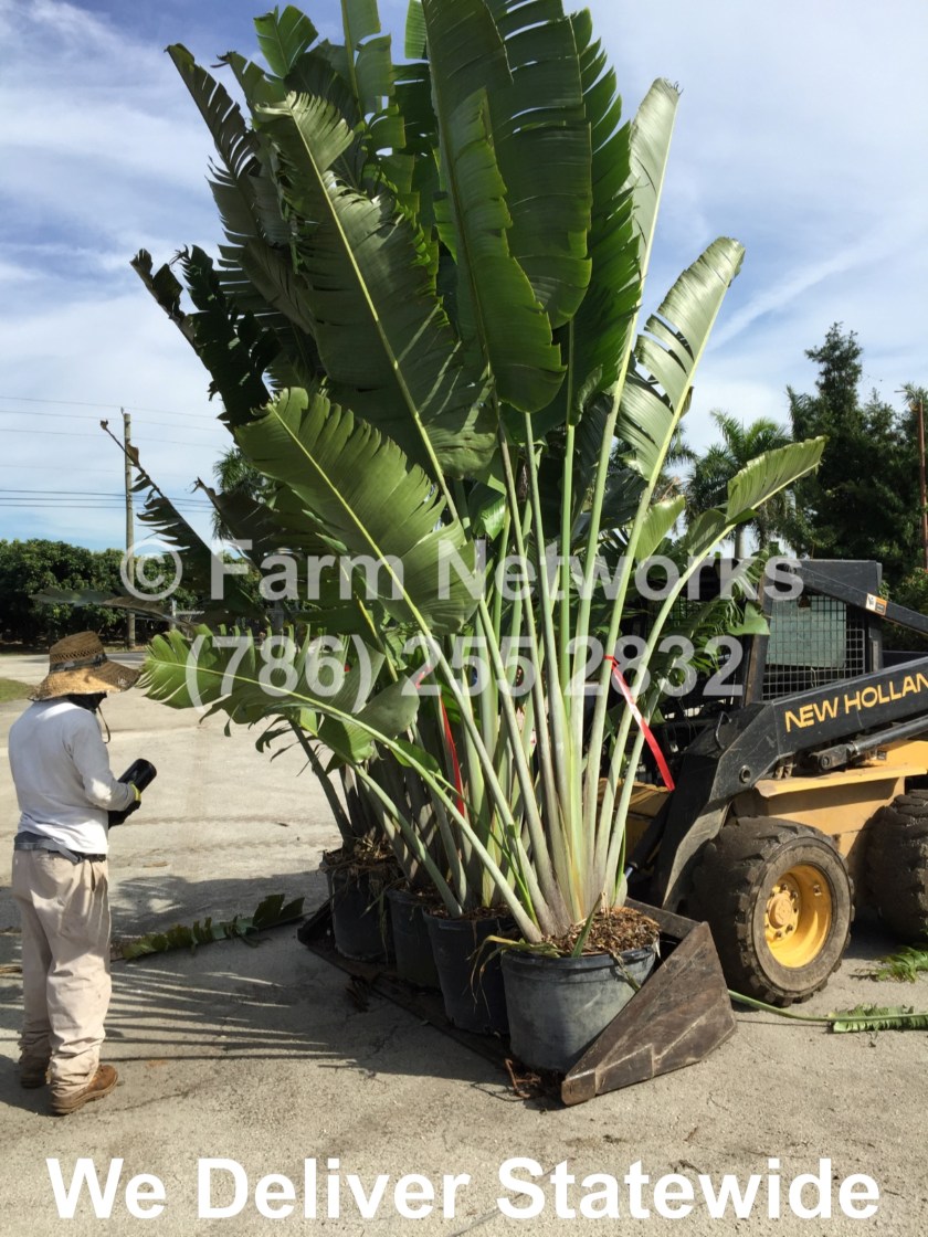 Traveler Palm for Sale