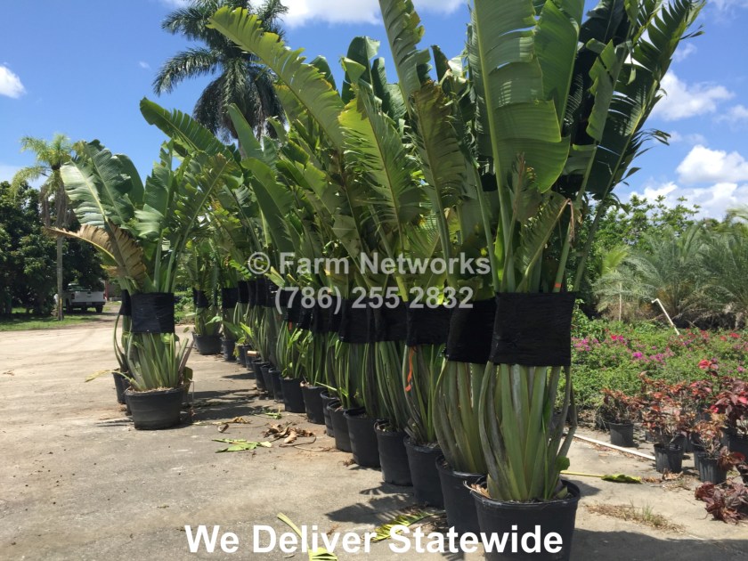 Traveler Palm Homestead